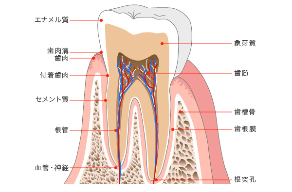 歯の構造